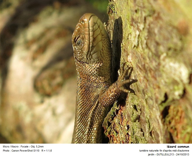 ZOOTOCA VIVIPARA - LEZARD VIVIPARE #34434