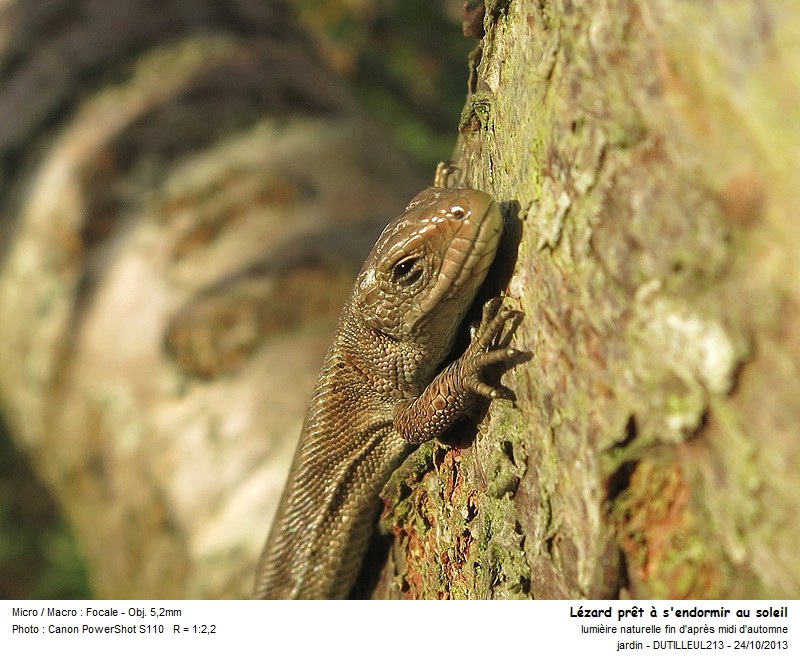 ZOOTOCA VIVIPARA - LEZARD VIVIPARE #34436