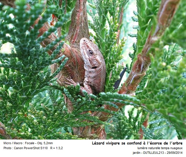 ZOOTOCA VIVIPARA - LEZARD VIVIPARE #39153