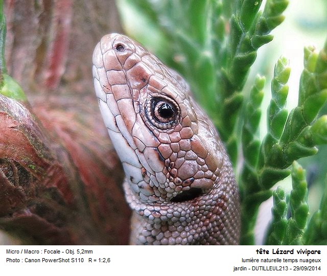ZOOTOCA VIVIPARA - LEZARD VIVIPARE #39154