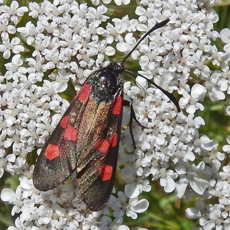 Zygena trifolii (Esper, 1783) #55644