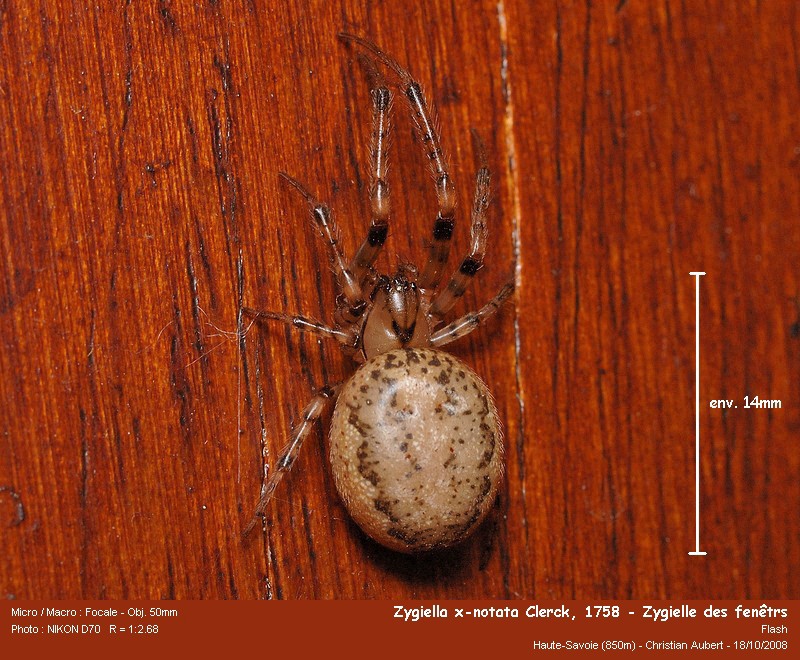 Zygiella cf x-notata Clerck, 1758 - Zygielle des fenêtres #6312