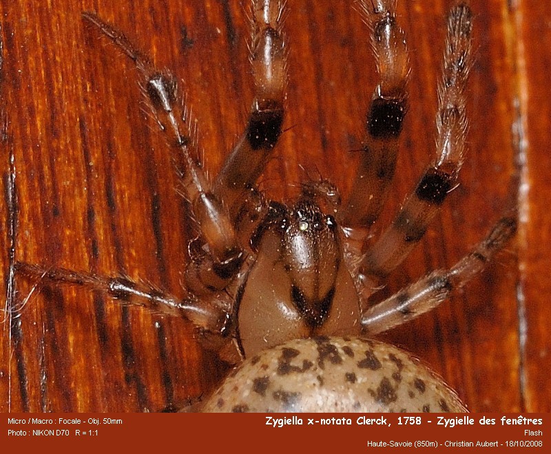 Zygiella cf x-notata Clerck, 1758 - Zygielle des fenêtres #6313