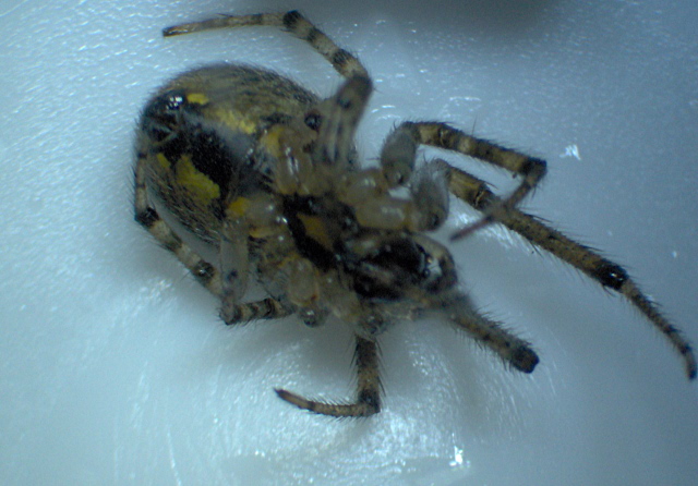 Zygiella x-notata (Clerck) - Araneidae #2429