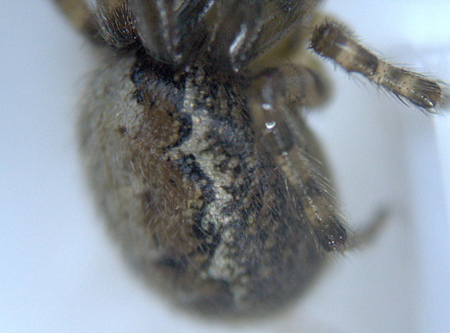 Zygiella x-notata (Clerck) - Araneidae #2427