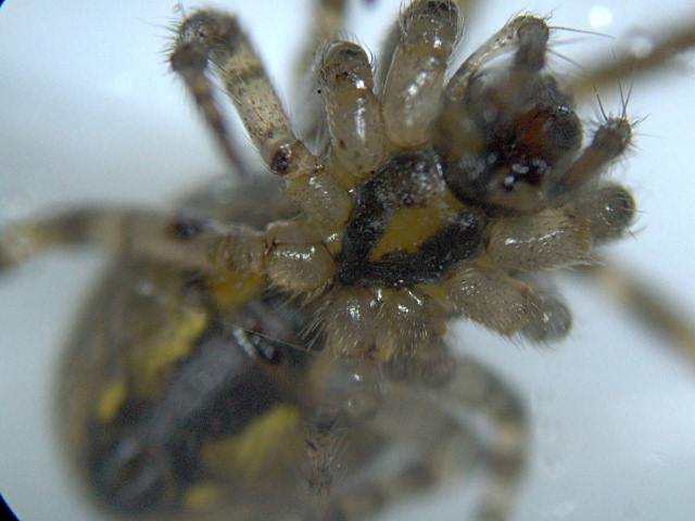 Zygiella x-notata (Clerck) - Araneidae #2428