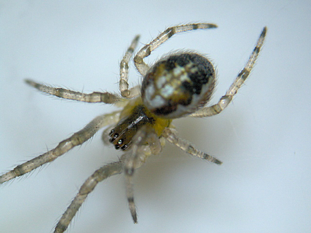 Zygiella x-notata (Clerck) - Araneidae #3925