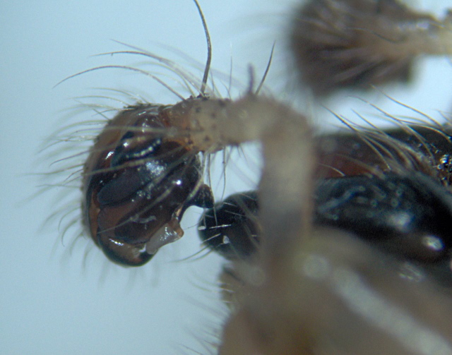 Zygiella x-notata (Clerck) - Araneidae #4899