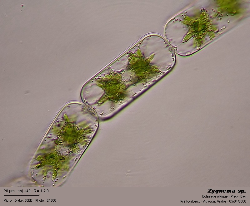 Zygnema sp. #3144