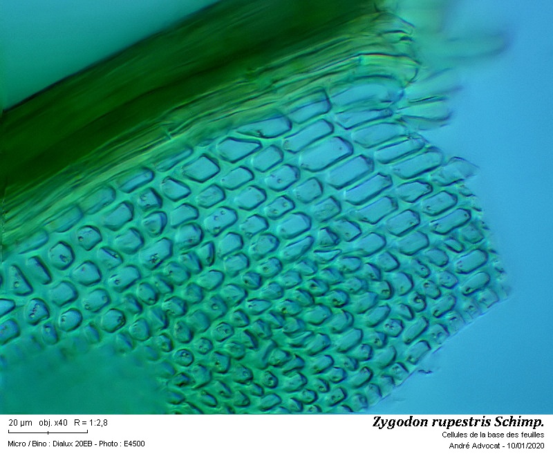 Zygodon rupestris Schimp. ex Lorentz #61503