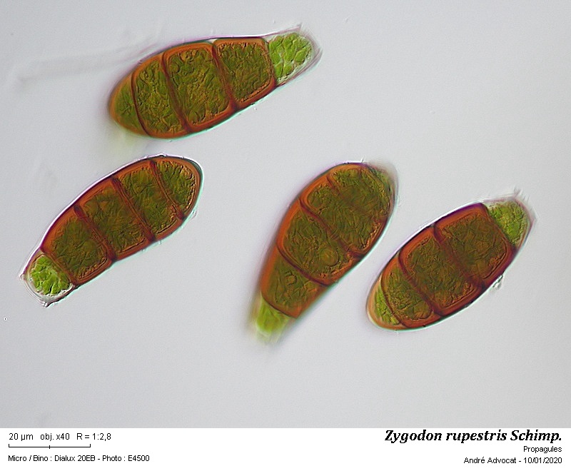 Zygodon rupestris Schimp. ex Lorentz #61505