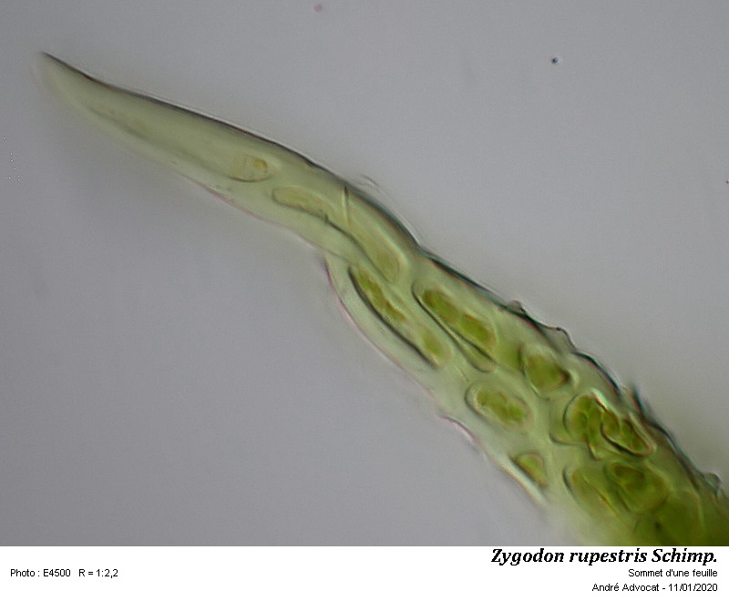 Zygodon rupestris Schimp. ex Lorentz #61504