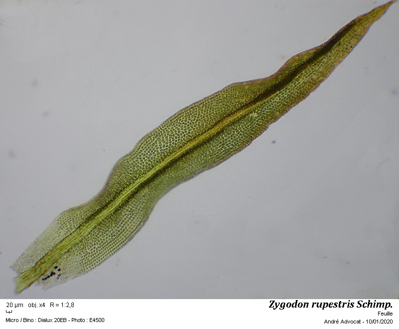 Zygodon rupestris Schimp. ex Lorentz #61501