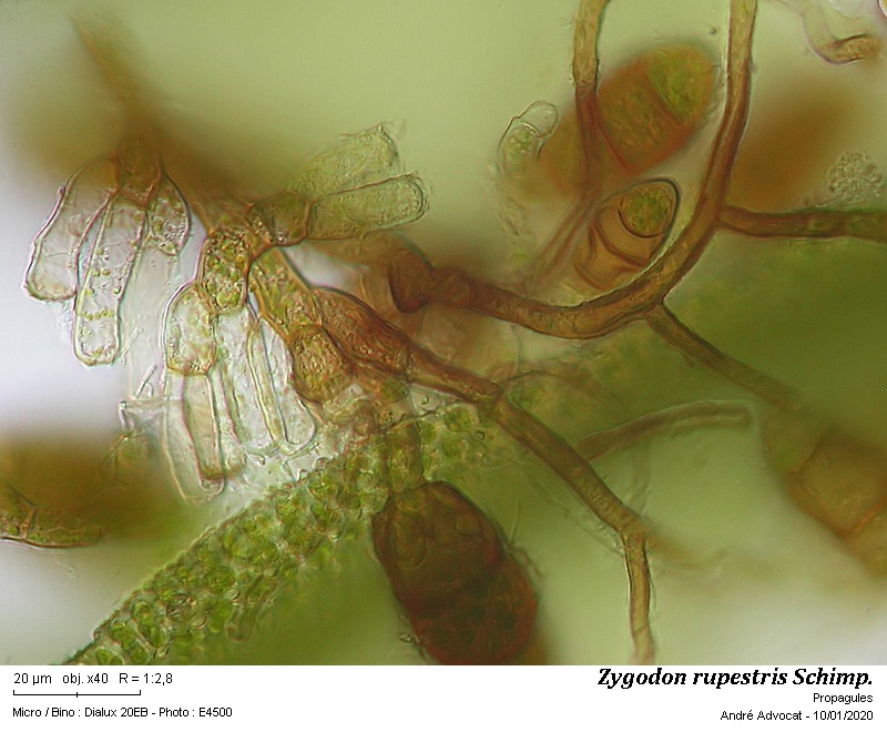 Zygodon rupestris Schimp. ex Lorentz #61507