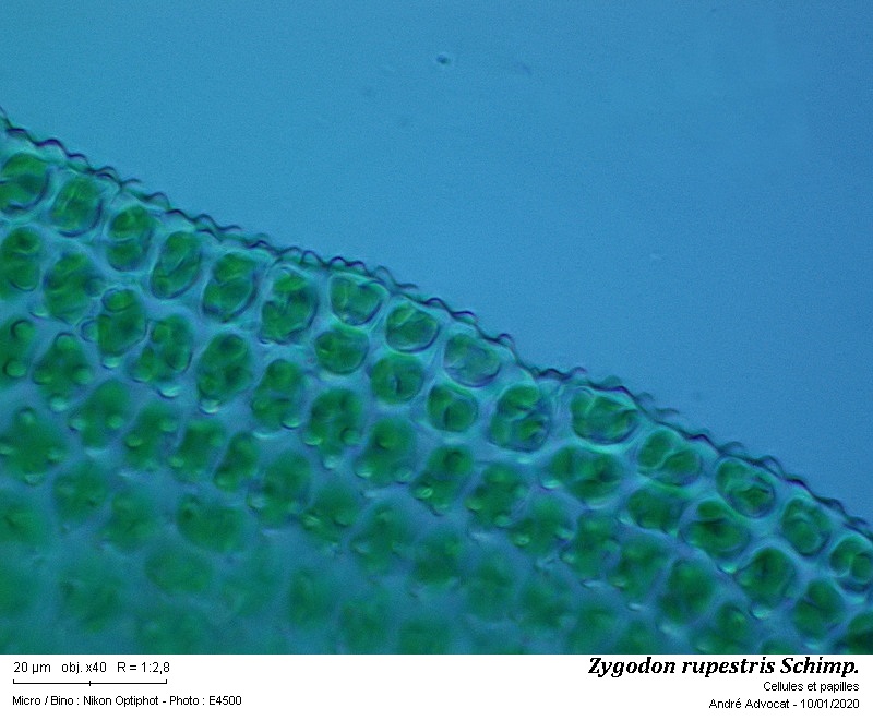 Zygodon rupestris Schimp. ex Lorentz #61502