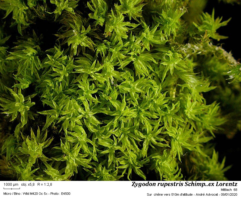 Zygodon rupestris Schimp. ex Lorentz #61500