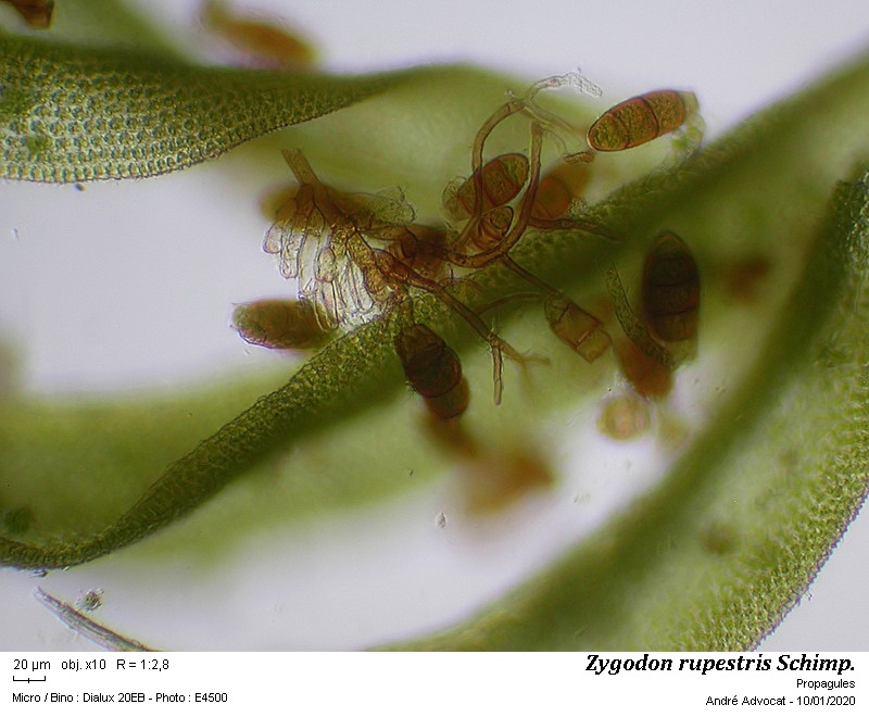 Zygodon rupestris Schimp. ex Lorentz #61506