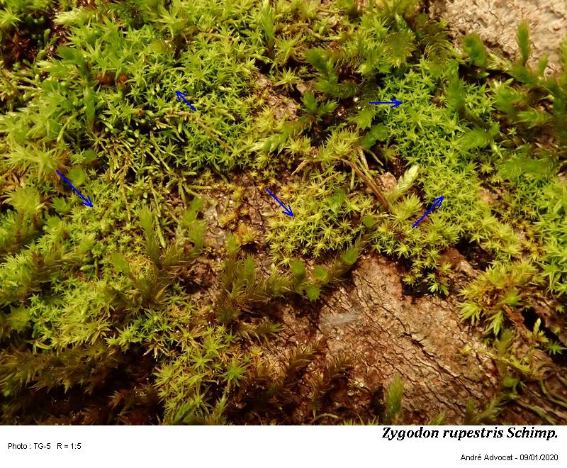 Zygodon rupestris Schimp. ex Lorentz #61499